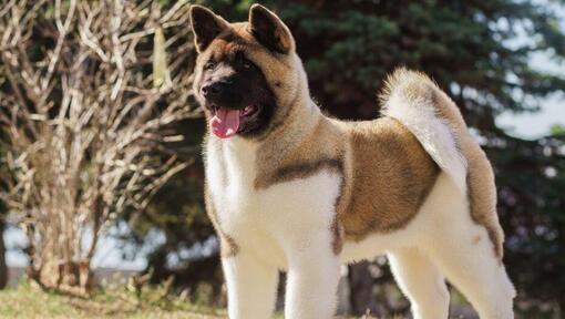 Akita - galingas, fiziškai ir charakteriu stiprus šuo | Purina LT
